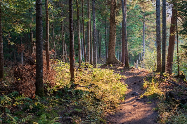 a magical trail through the woods