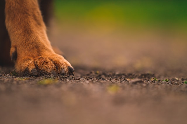 a close-up of a dog's paw